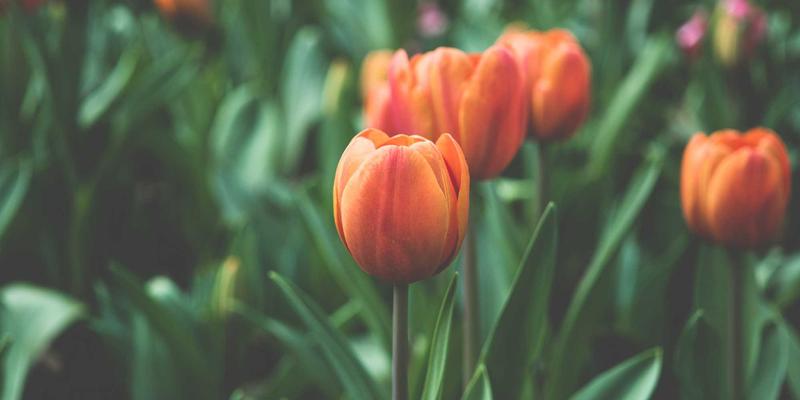 SD-WAN与SASE融合路径：从资源导航到开发工具的现代网络架构演进