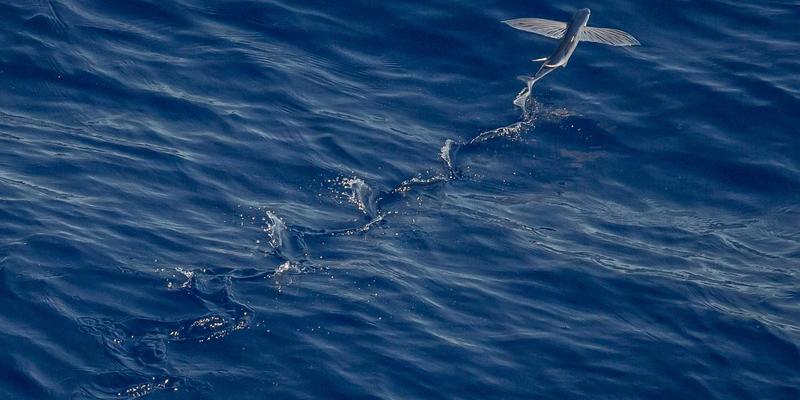 云原生网络服务网格（Service Mesh）原理深度解析与应用场景实战指南