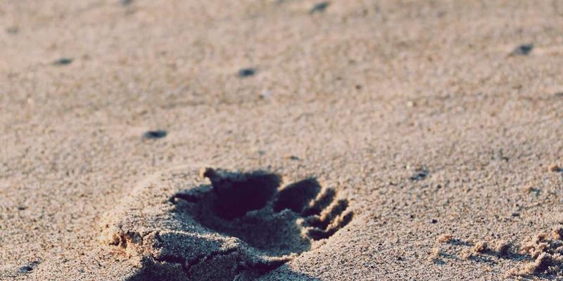 网络技术新航标：SD-WAN如何优化企业广域网并整合编程资源导航